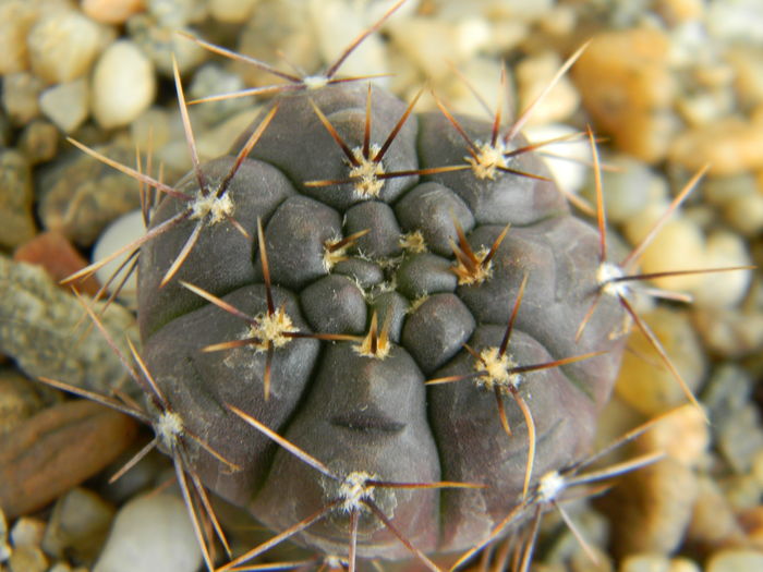 DSCN6715 - Genul Gymnocalycium