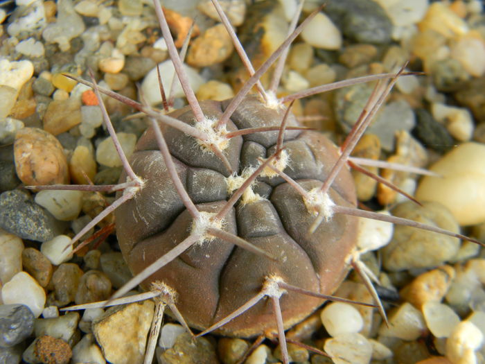 DSCN6716 - Genul Gymnocalycium