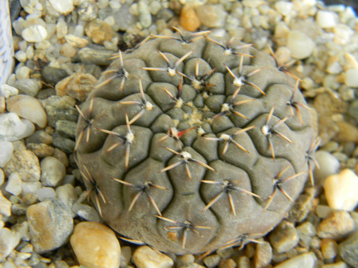 DSCN6717 - Genul Gymnocalycium