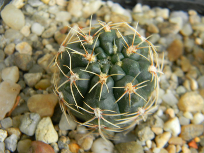 DSCN6718 - Genul Gymnocalycium