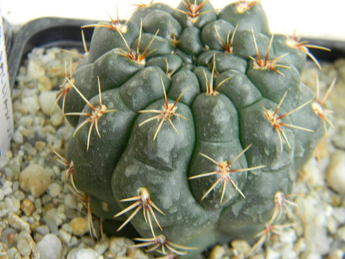 DSCN6719 - Genul Gymnocalycium