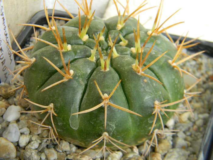 DSCN6720 - Genul Gymnocalycium