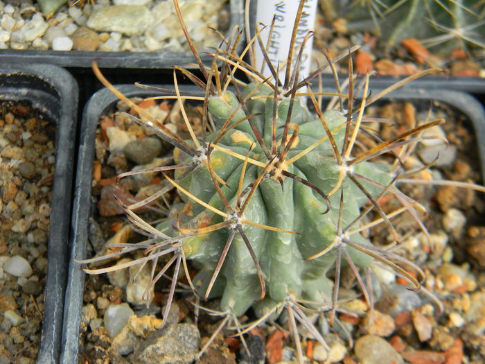 Glandulicactus uncinatus ssp. wrightii - Genul Glandulicactus