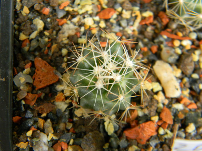 Escobaria missouriensis v. caespitosa - Genul Escobaria