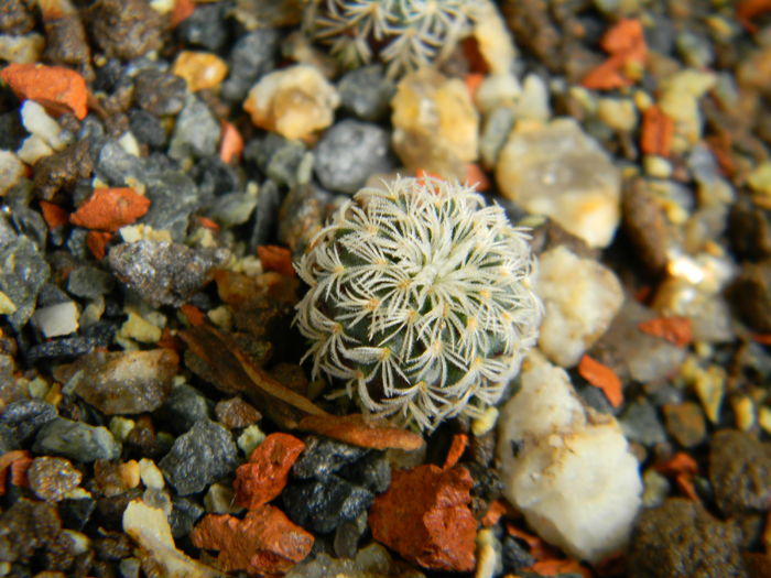 Frailea buenekeri ssp. densispina - Genul Frailea