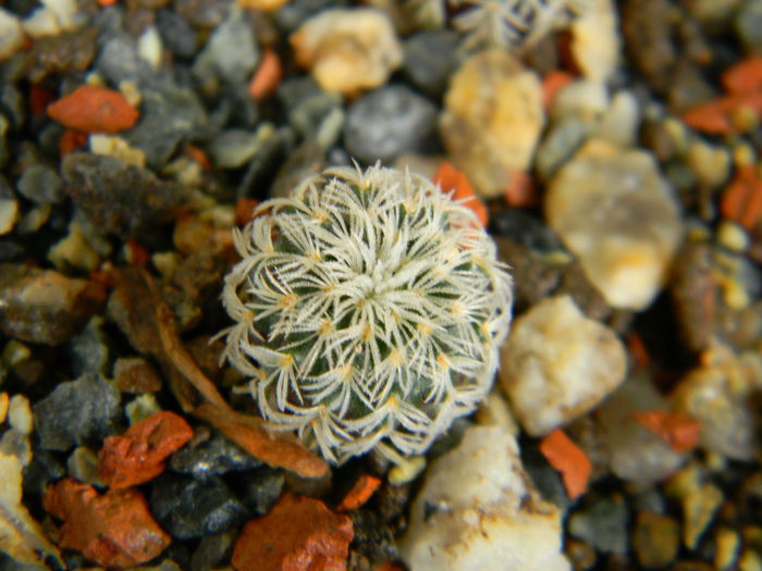 Frailea buenekeri ssp. densispina - Genul Frailea