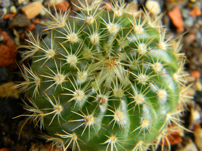 Notocactus concinnus - Genul Notocactus-Parodia
