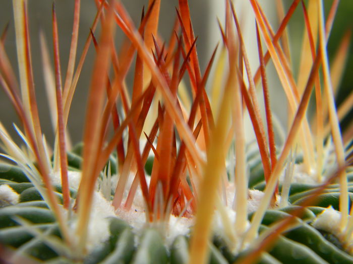 Echinofossulocactus crispatus