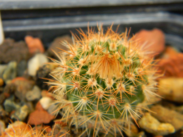 DSCN6742 - Genul Notocactus-Parodia