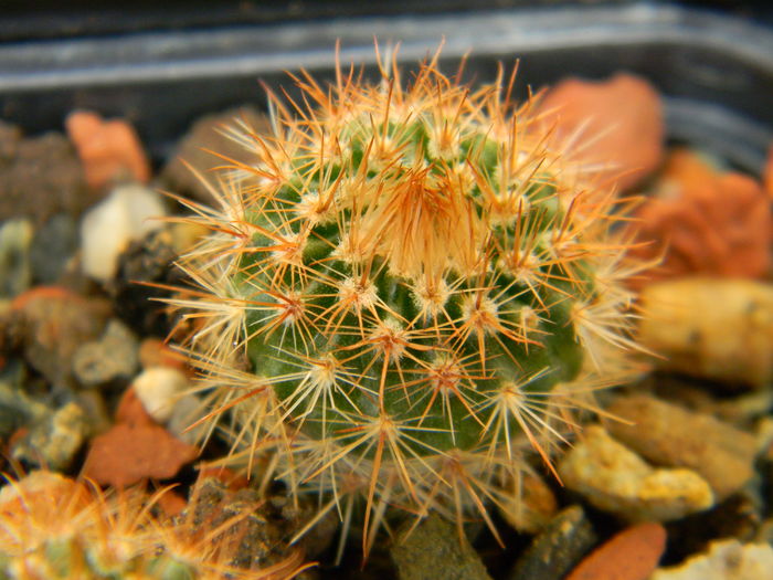 DSCN6744 - Genul Notocactus-Parodia