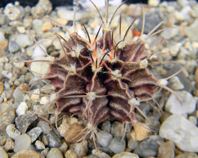 friedrichii - Genul Gymnocalycium