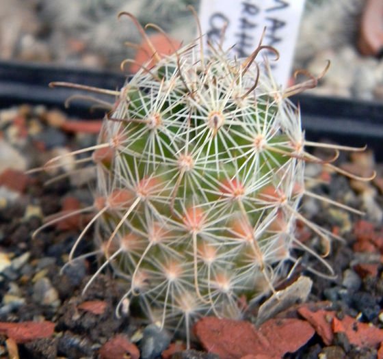 Mammillaria grahamii ssp. olivae