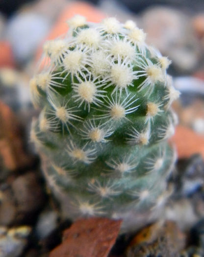 Pediocactus knowltonii - Genul Pediocactus