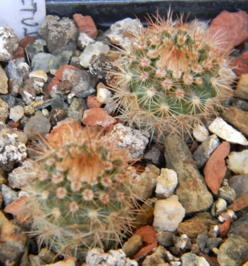 Notocactus schlosseri