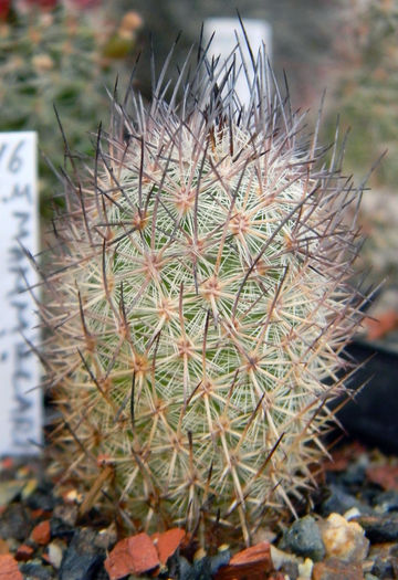 potsii