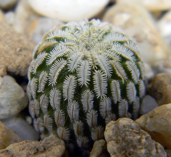 Turbinicarpus pseudopectinatus - Genul Turbinicarpus