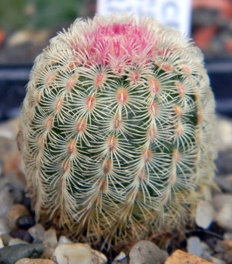 Echinocereus rigidissimus ssp. rubrispinus