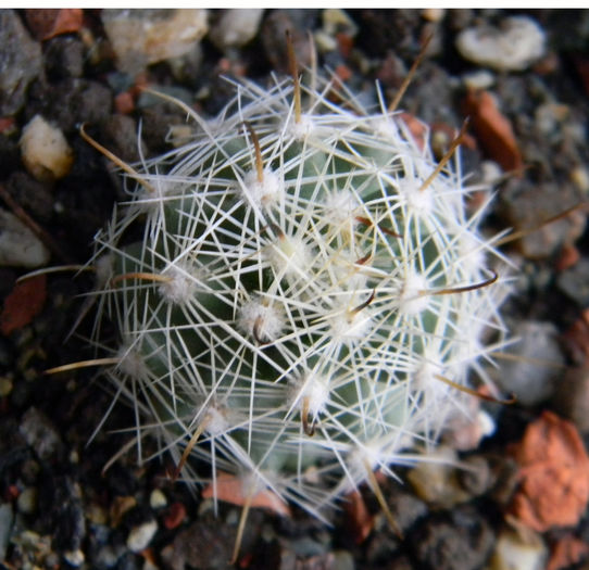 Mammillaria boolii - Genul Mammillaria