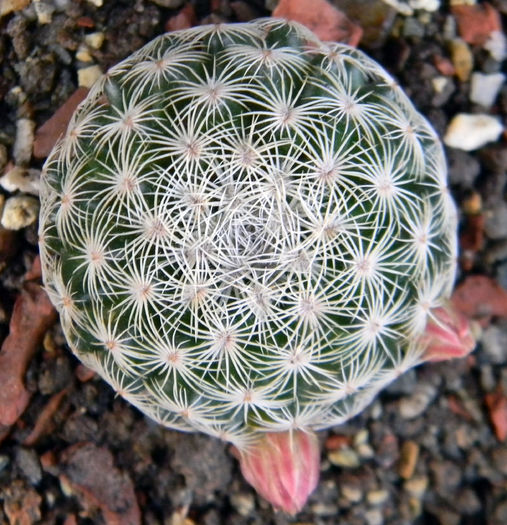 Mammillaria solisioides