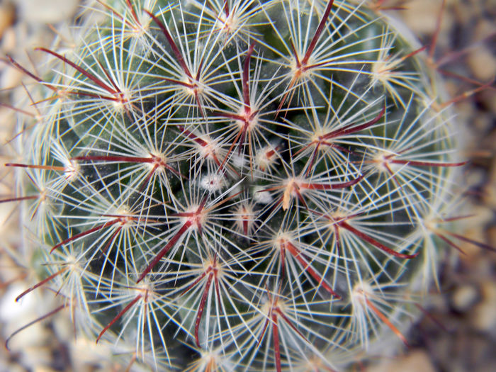 Mammillaria longiflora ssp. stampferi
