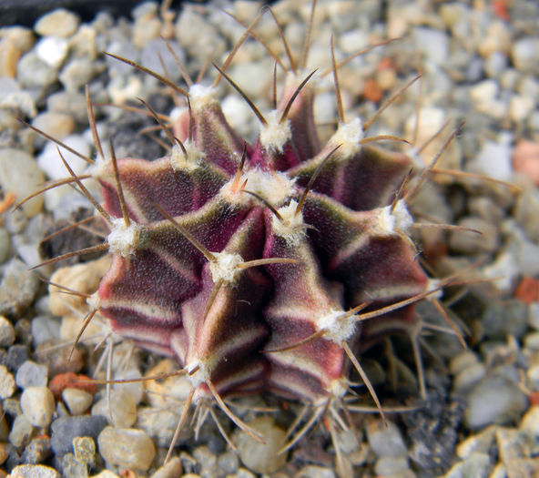 stenopleurum - Genul Gymnocalycium