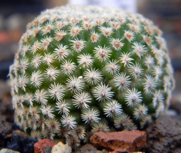 Mammillaria crucigera ssp. tlalocii