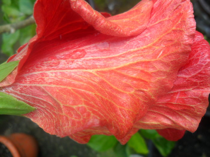 tahitian prince of fire -floare de iarna