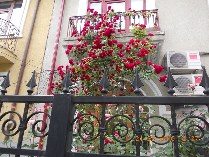 DSCN1420 - CASE DIN VECHIUL BUCURESTI 21-05-2016