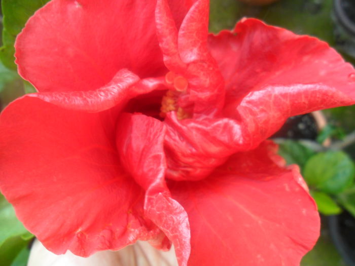 floare de iarna - tahitian prince of fire