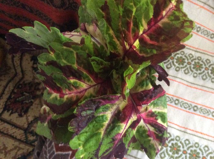 image - diverse plante de camera
