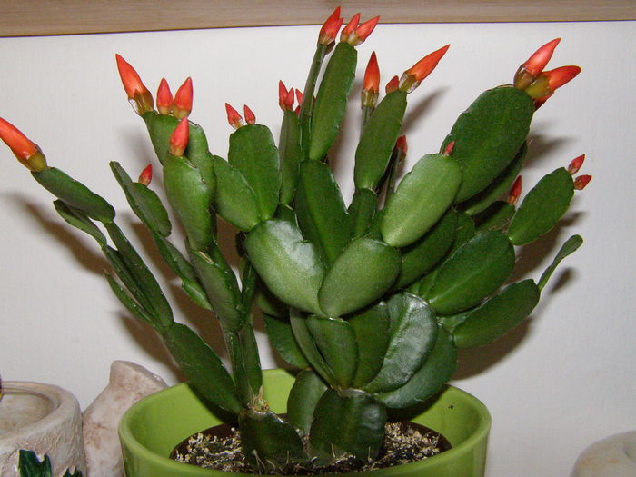 P2060038 - Suculente si cactusi - infloriri