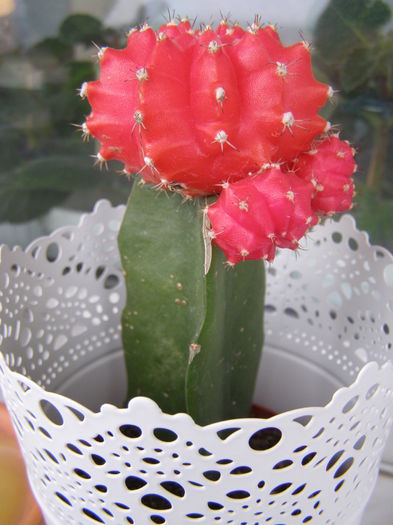 P5250001 - Suculente si cactusi - infloriri