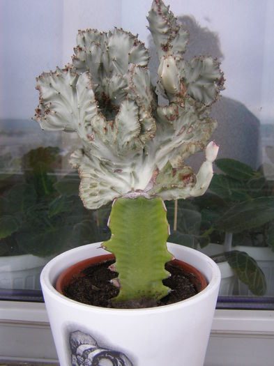 P5250003 - Suculente si cactusi - infloriri