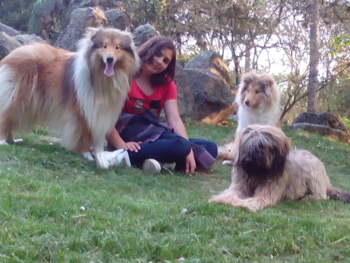 Collie Rough si Briard; Daria cu Skai 5 luni,Baloo 2 ani si Celine 1 an si 8 luni
