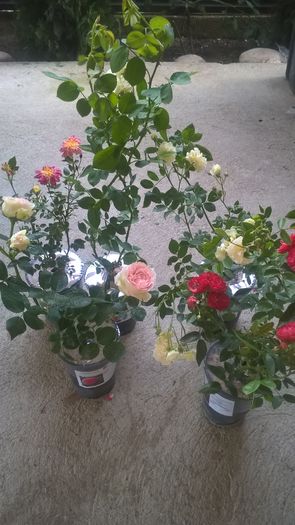 Trandafiri Pharmarosa - Achizitii mai 2016