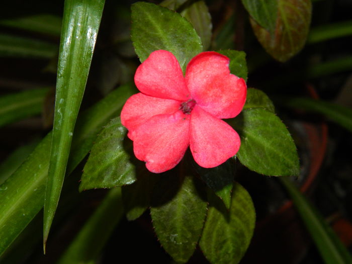DSCN9595