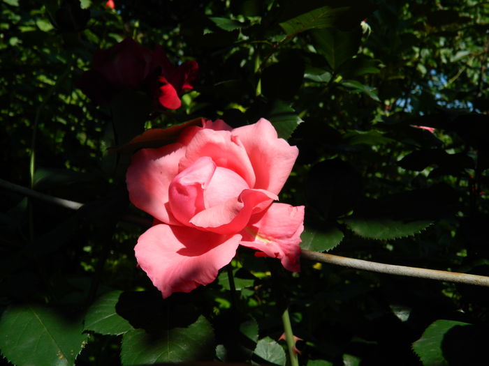 DSCN9604