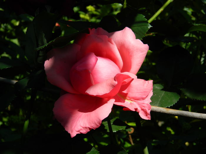 DSCN9622