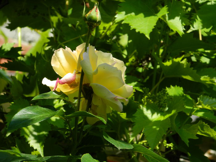 DSCN9628