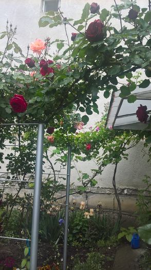 WP_20160525_14_41_30_Pro - gradina mea