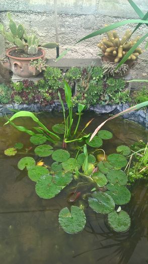 WP_20160525_14_45_30_Pro - gradina mea