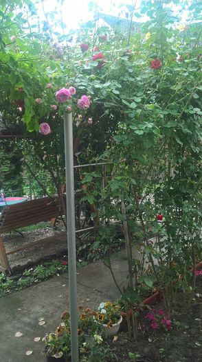 WP_20160525_14_47_58_Pro - gradina mea