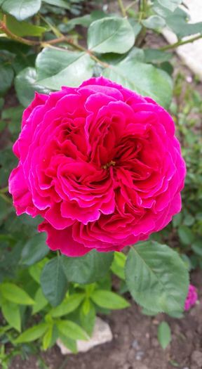 13254125_10206187896880550_1330348941907653700_n