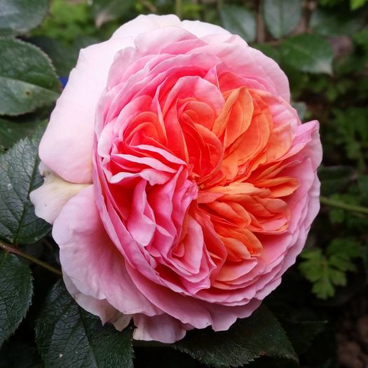 13254408_10206187867159807_3080483066412225303_n