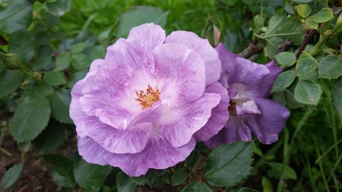 13256488_10206187870279885_2501917942762399346_n