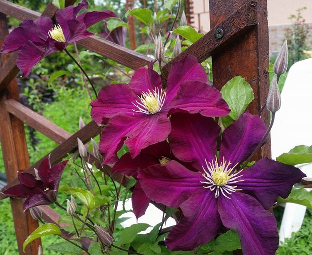 13256520_10206187881720171_8499331769161144507_n