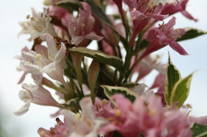 11108832_439989302844478_467326440721451944_n