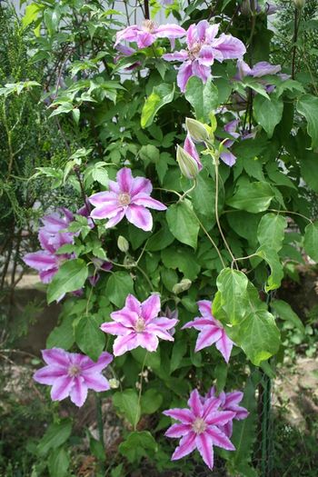 11263923_439988122844596_3448549979960908474_n