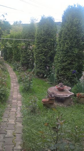 WP_20160525_15_02_22_Pro - gradina mea