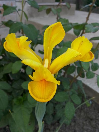 11350546_10204127938622881_195344346057474954_n